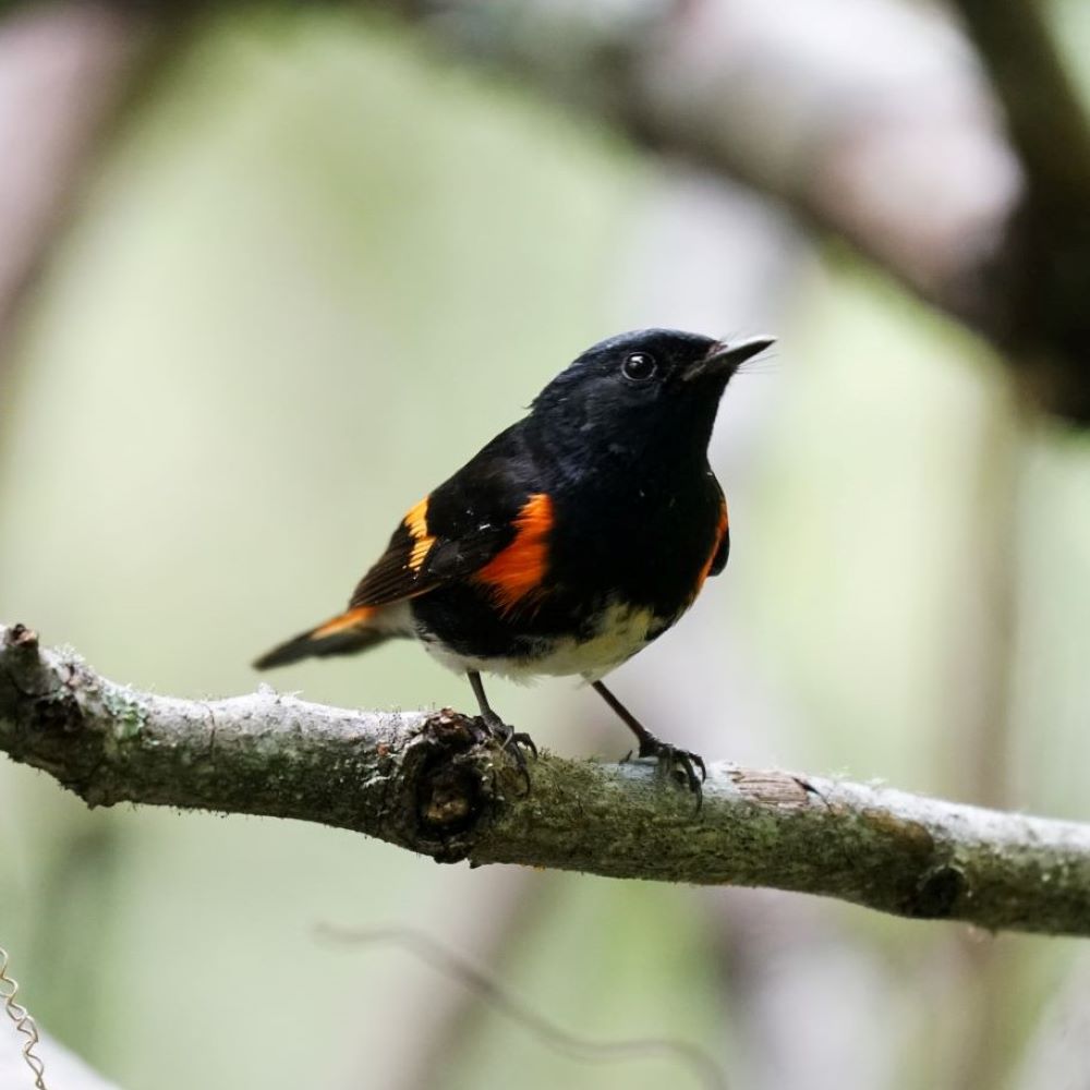 American Redstart