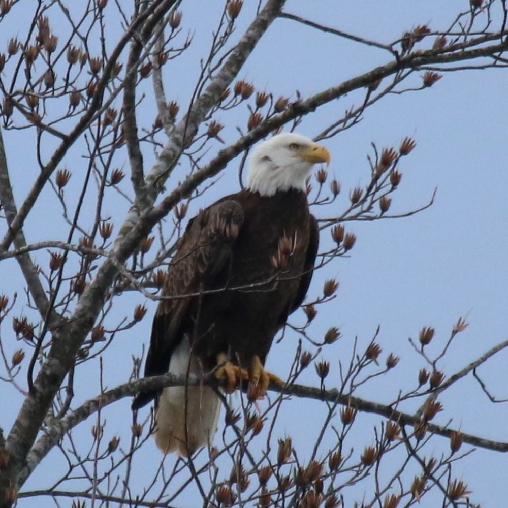Bald Eagle