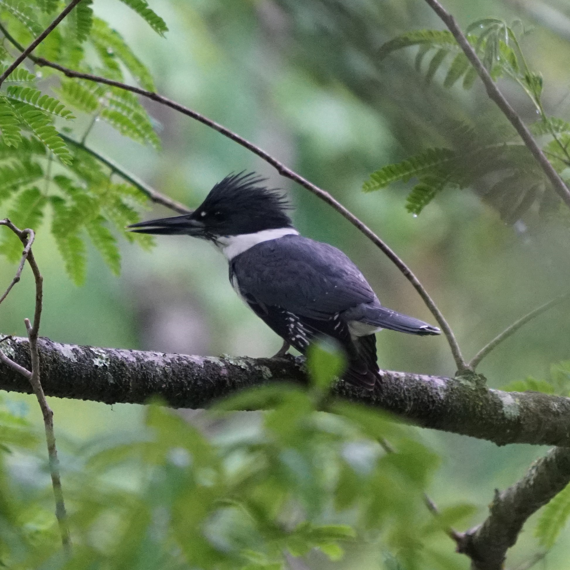 Belted Kingfisher