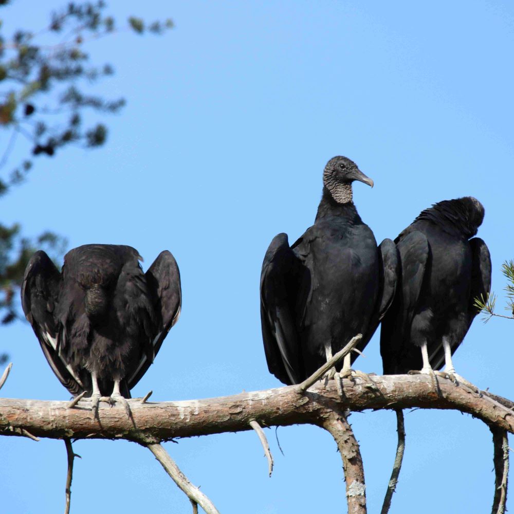 Black Vulture