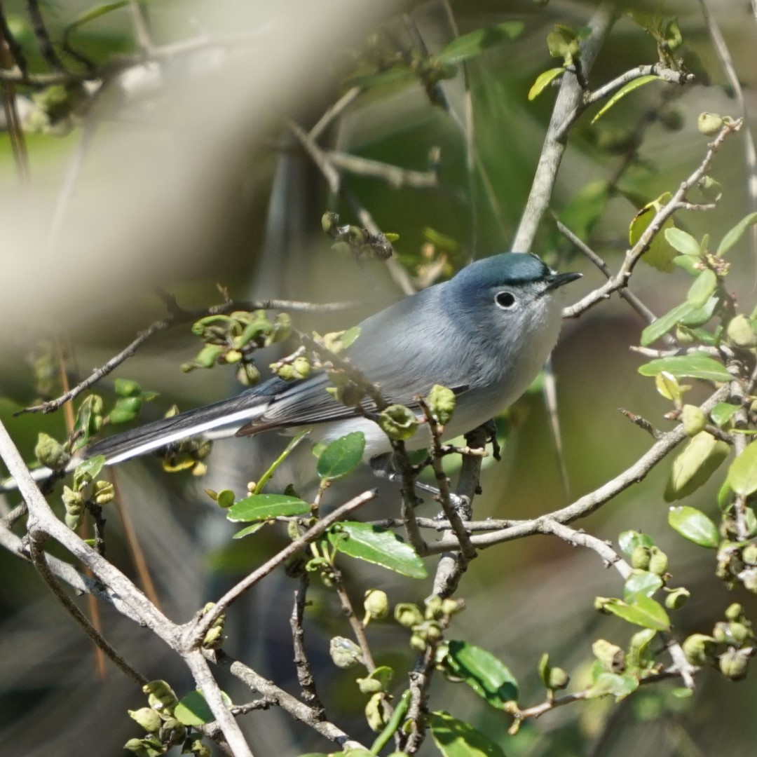 Blue-grey Gnatcatcher
