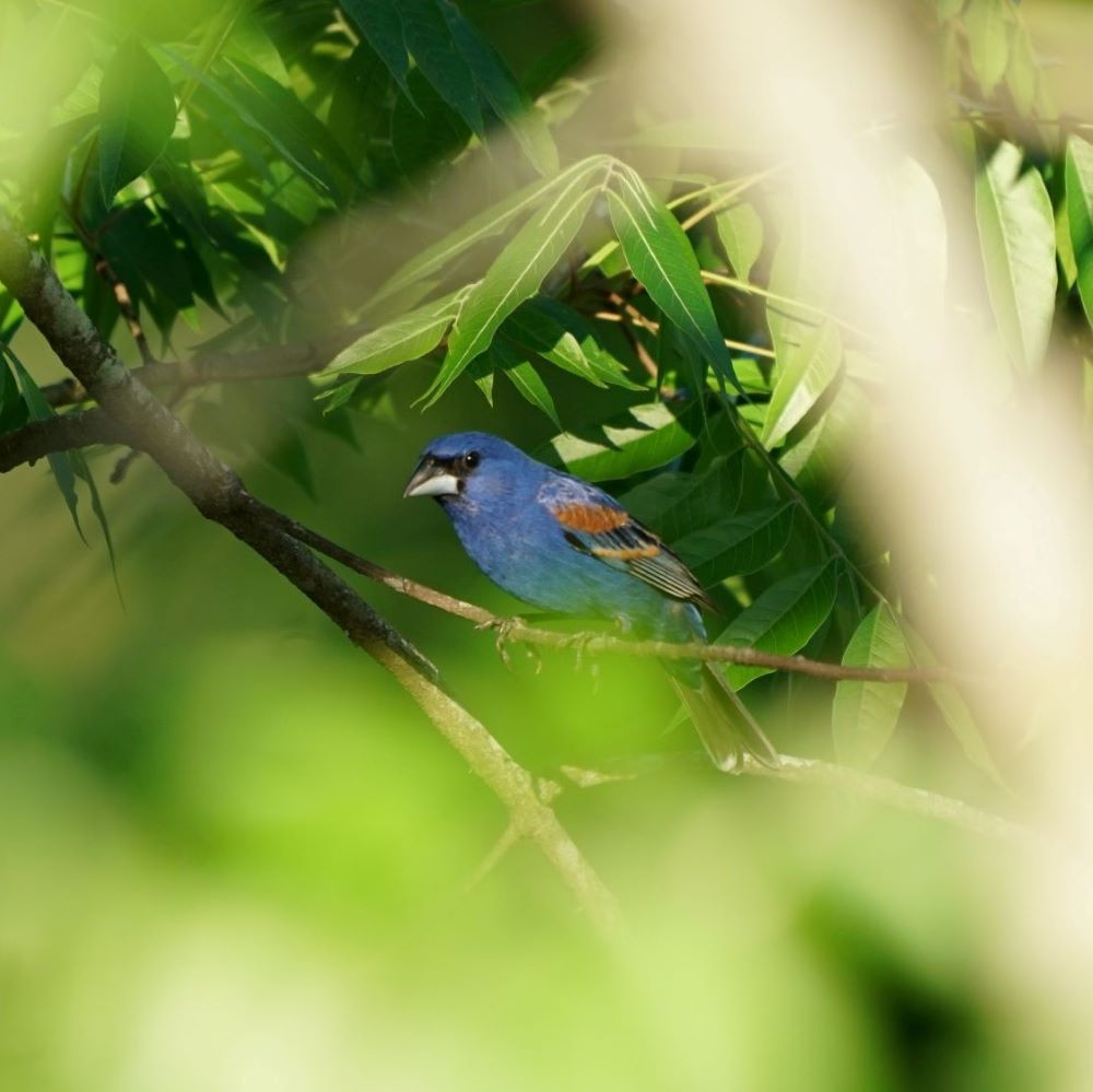 Blue Grosbeak