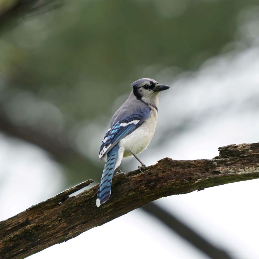 Blue Jay