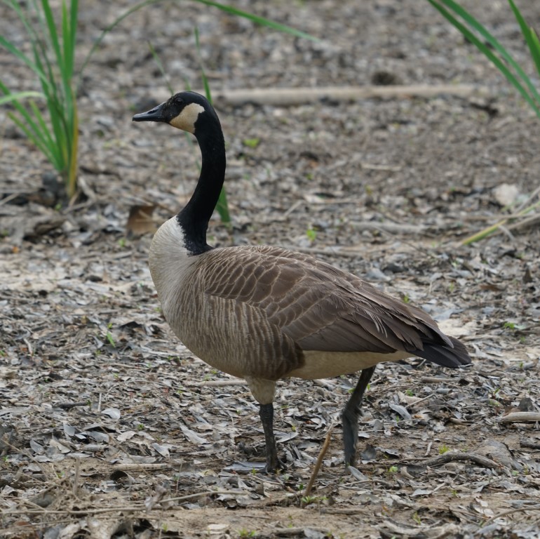 Canada Goose
