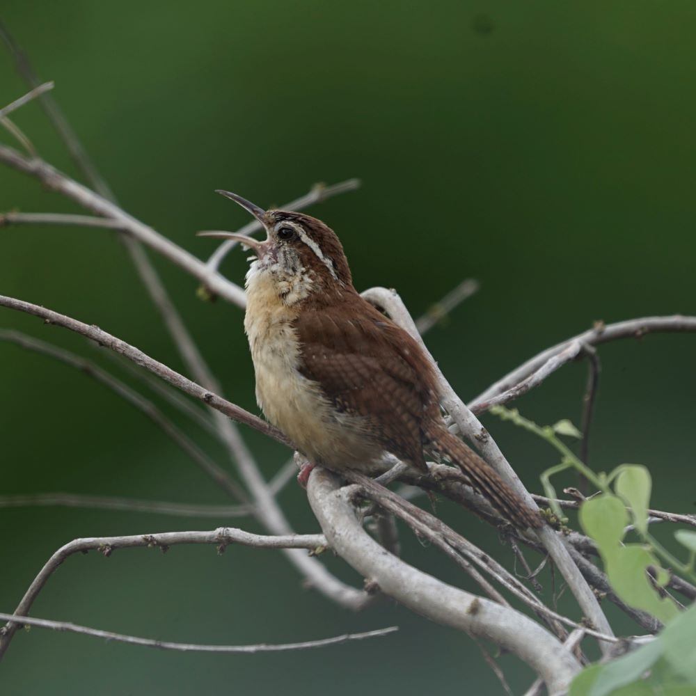 Carolina Wren