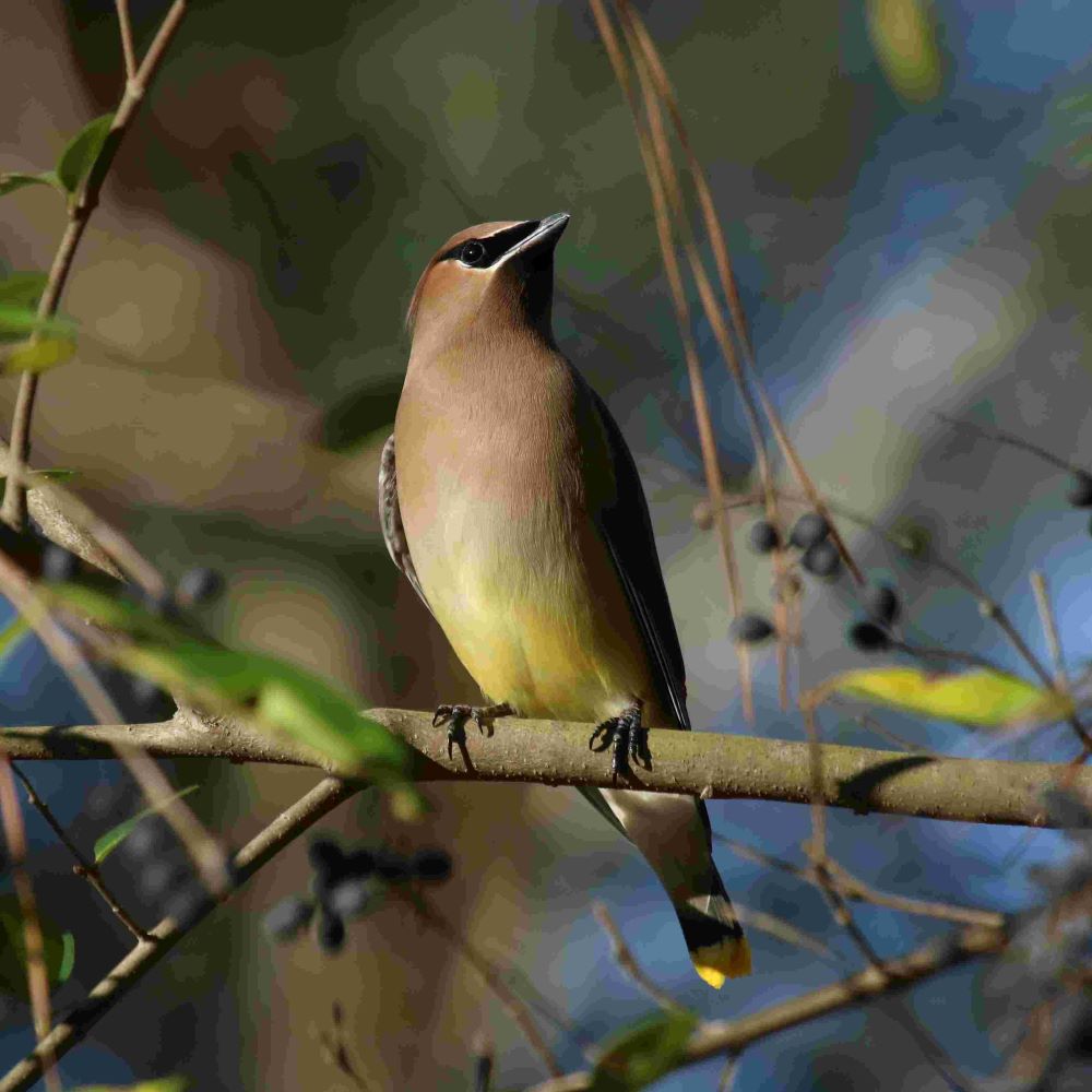 Cedar Waxwing