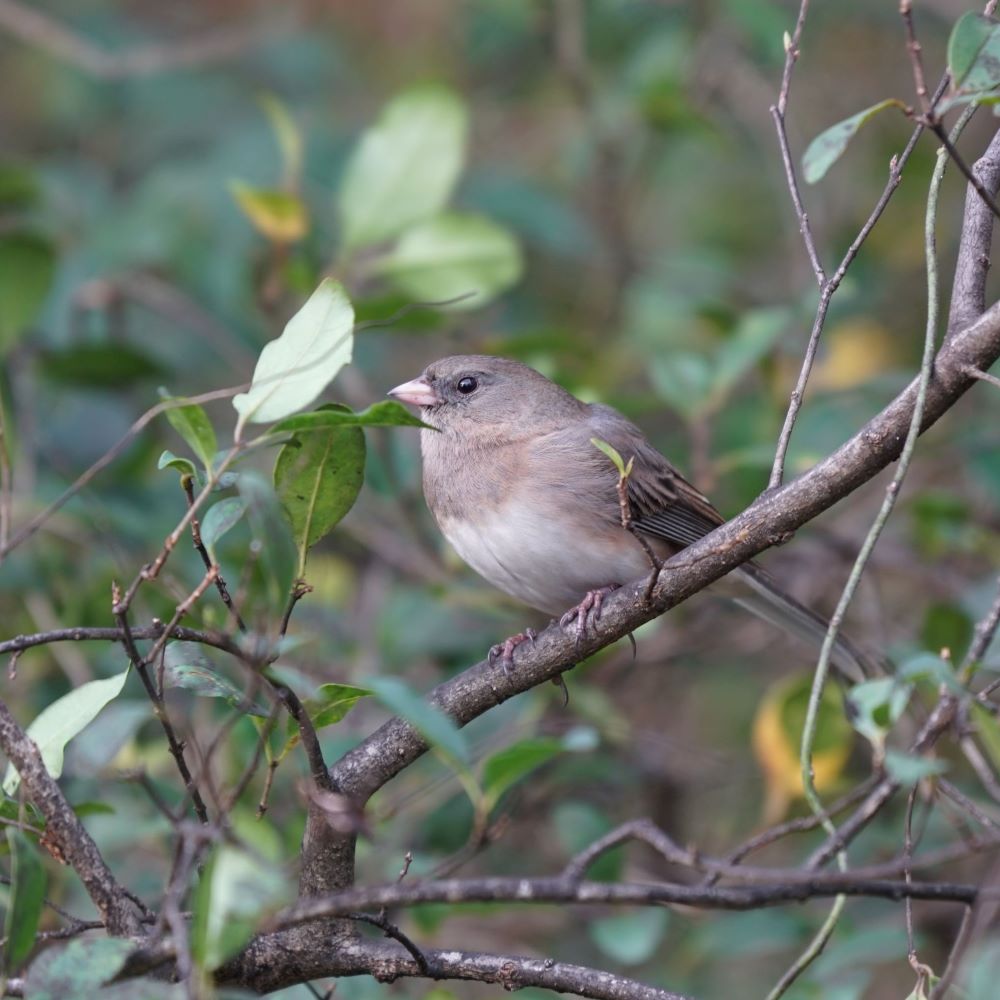 Dark-Eyed Junco