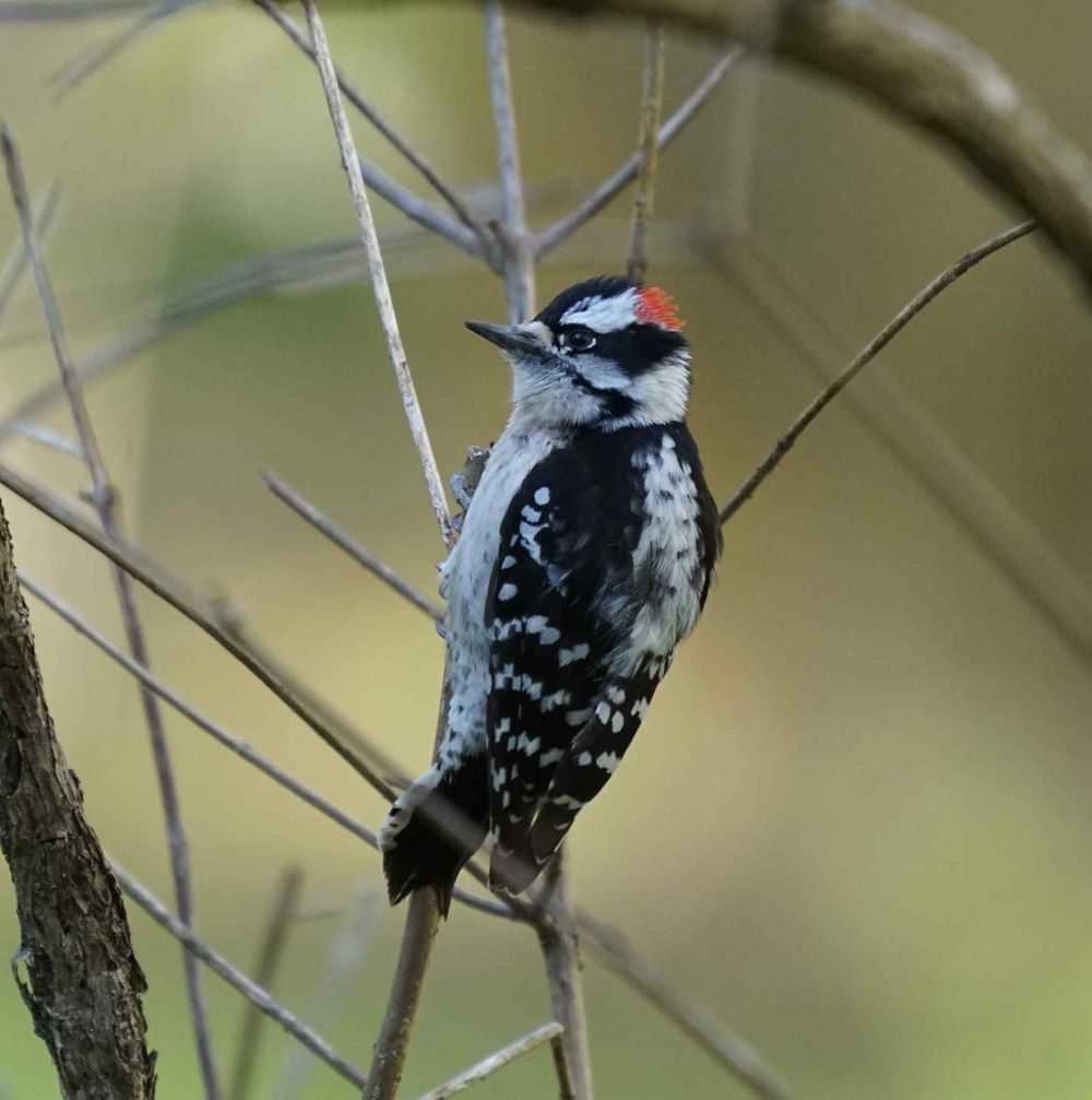 Downy Woodpecker