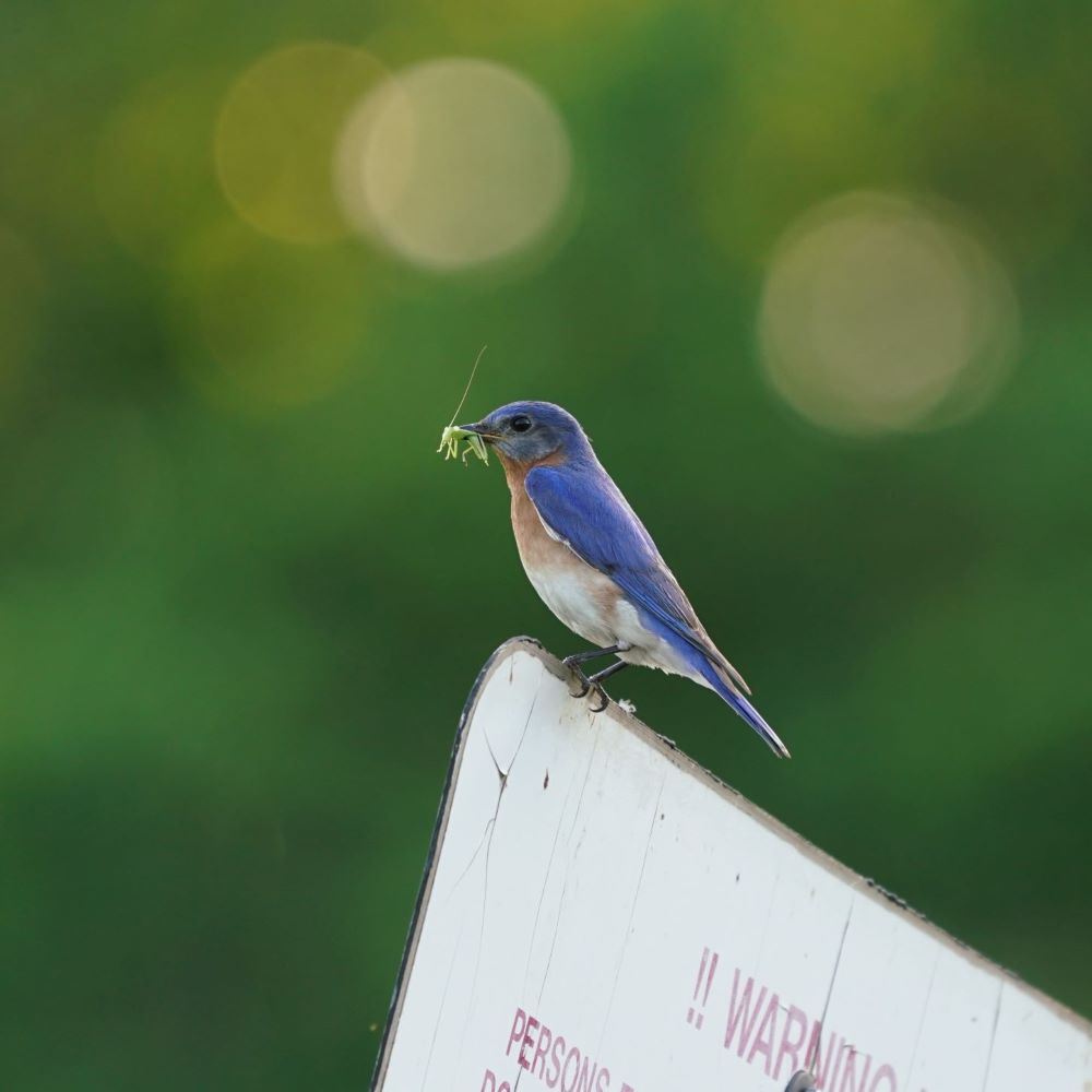 Eastern Bluebird