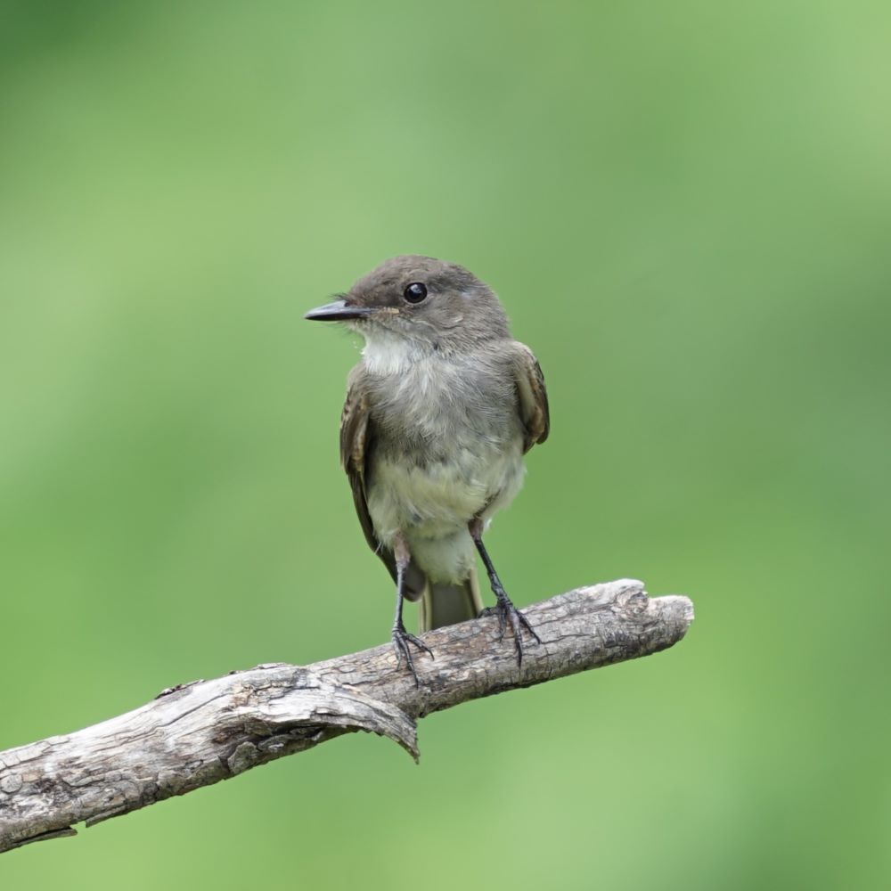Eastern Phoebe