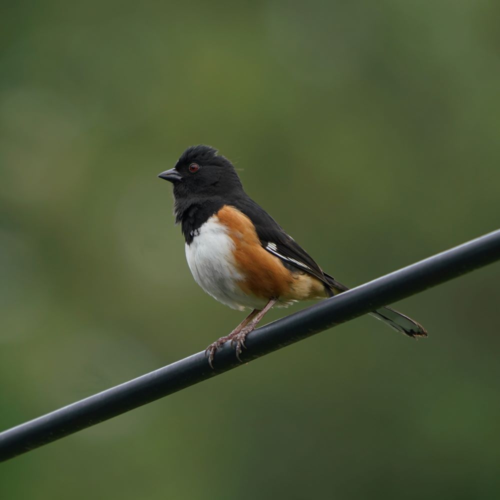 Eastern Towhee