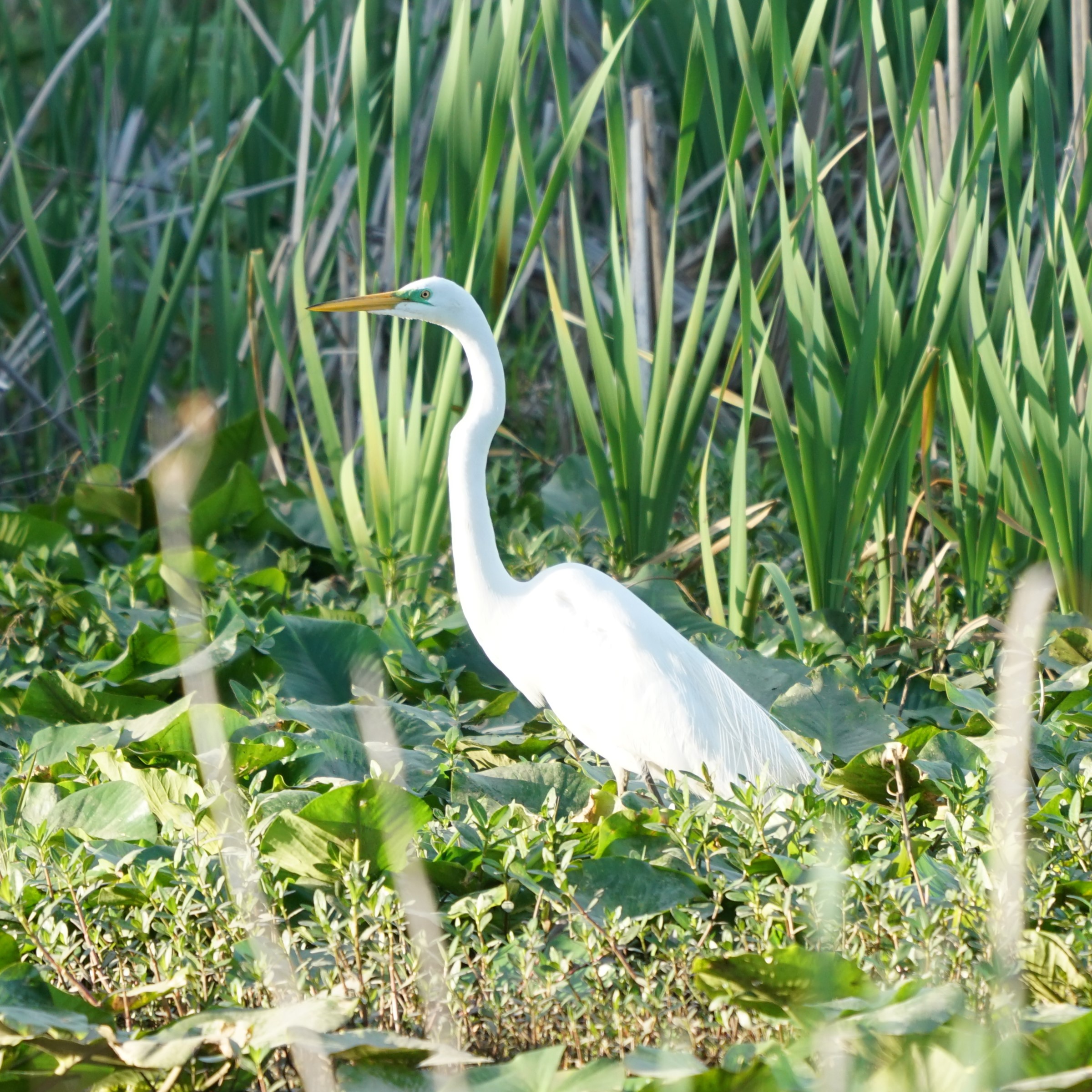 Great Egret