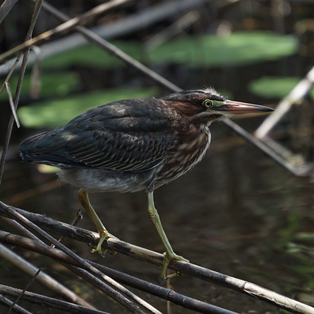 Green Heron
