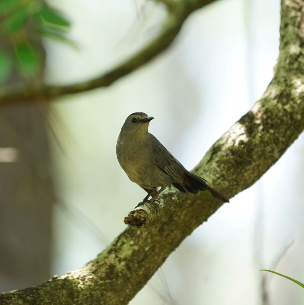 Grey Catbird