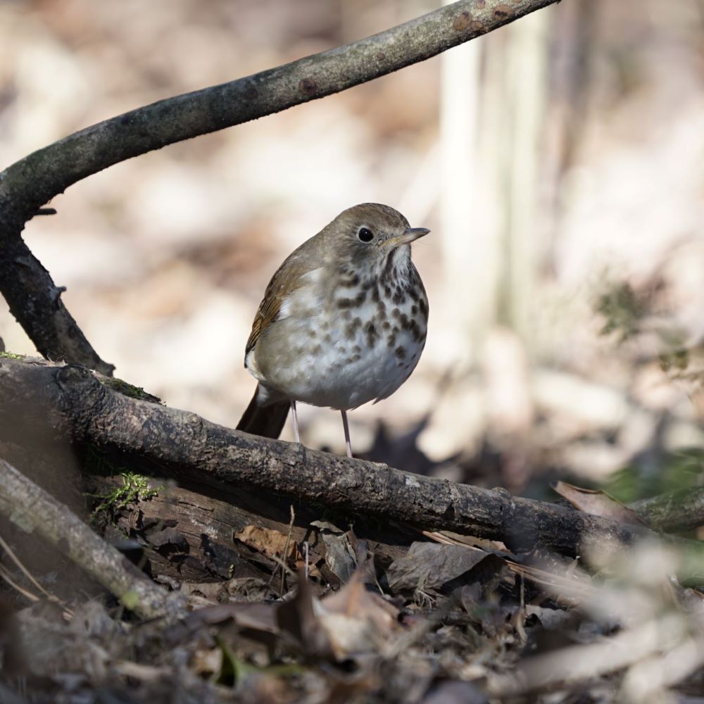 Hermit Thrush