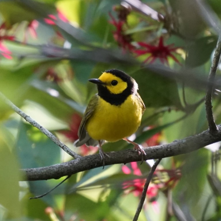 Hooded Warbler