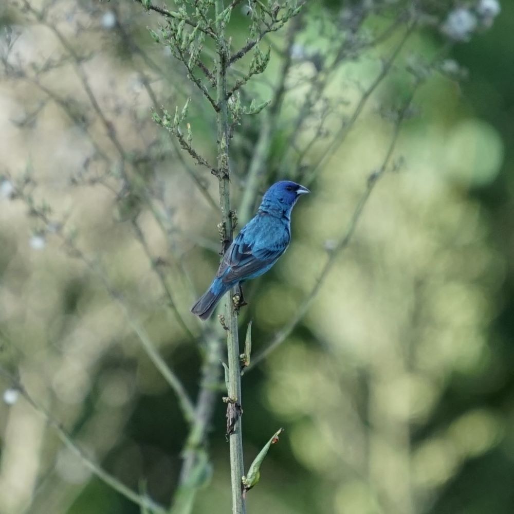 Indigo Bunting