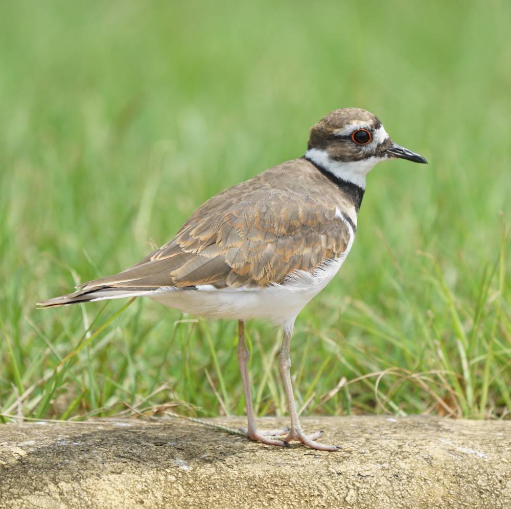 Killdeer