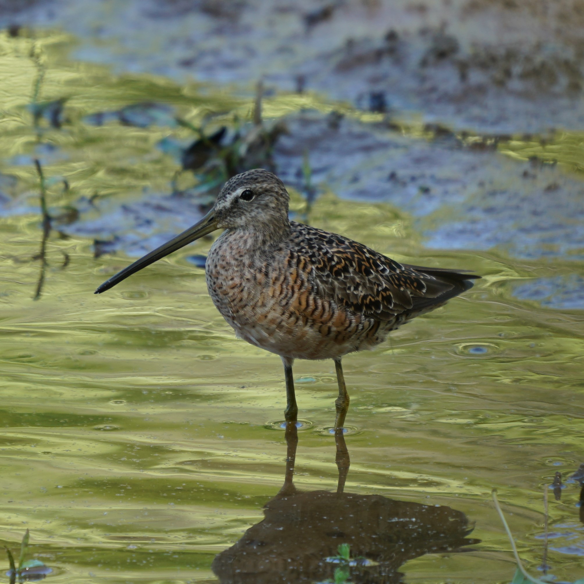 Long-billed_Dowitcher