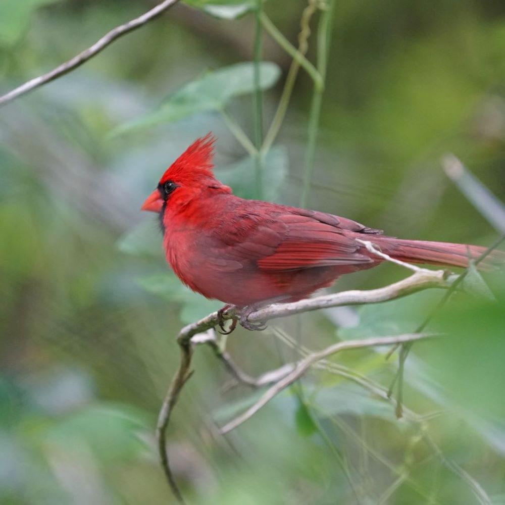 Northern Cardinal