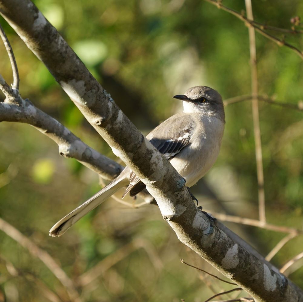Northern Mockingbird