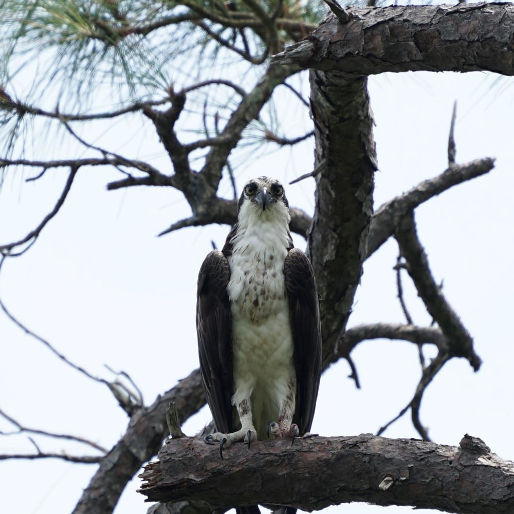Osprey