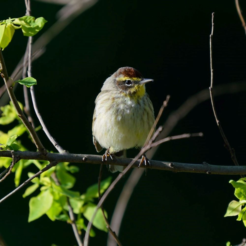 Palm Warbler