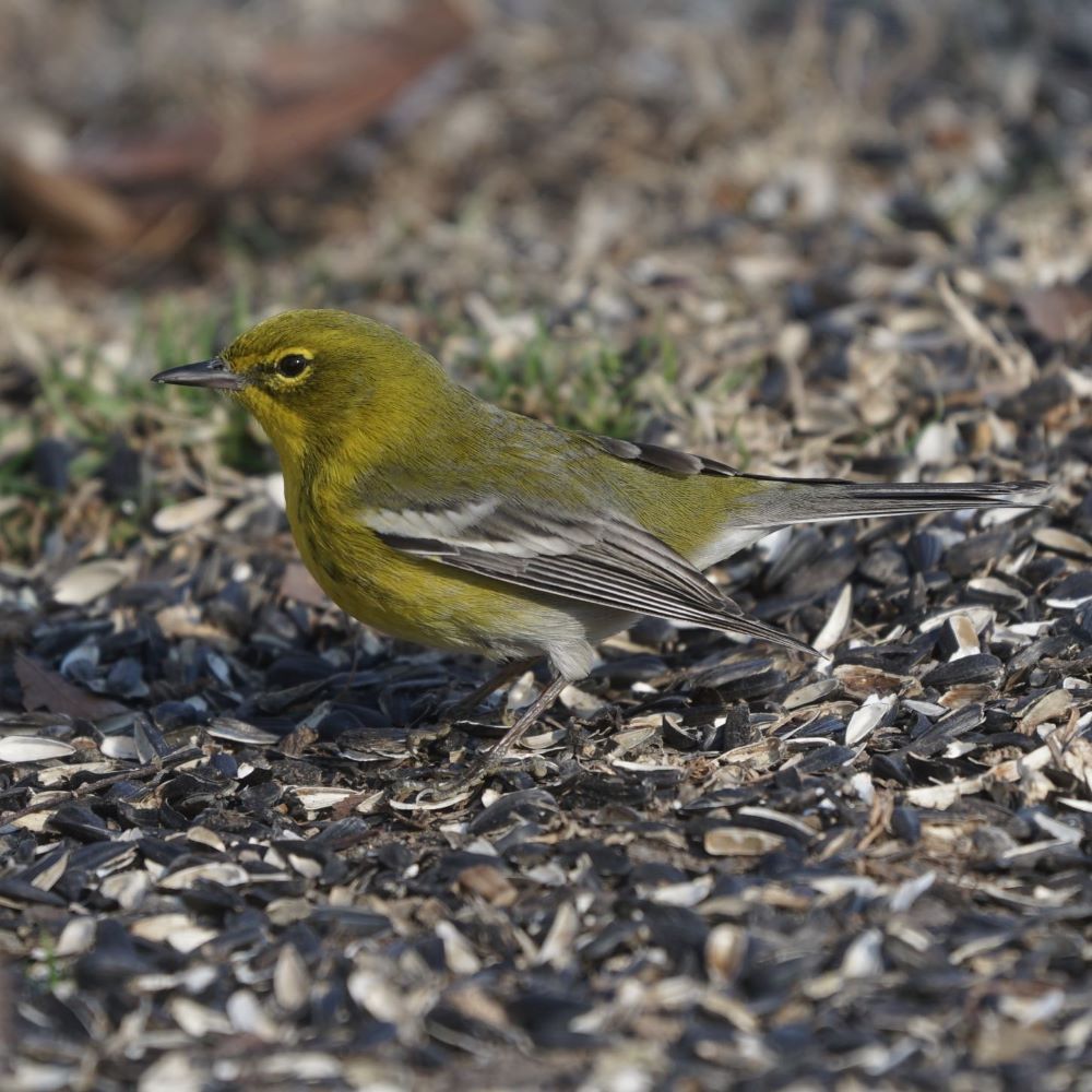 Pine Warbler