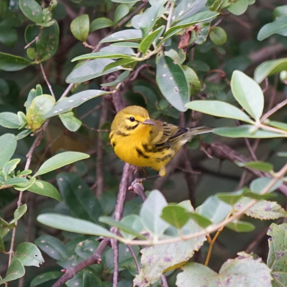Prairie Warbler