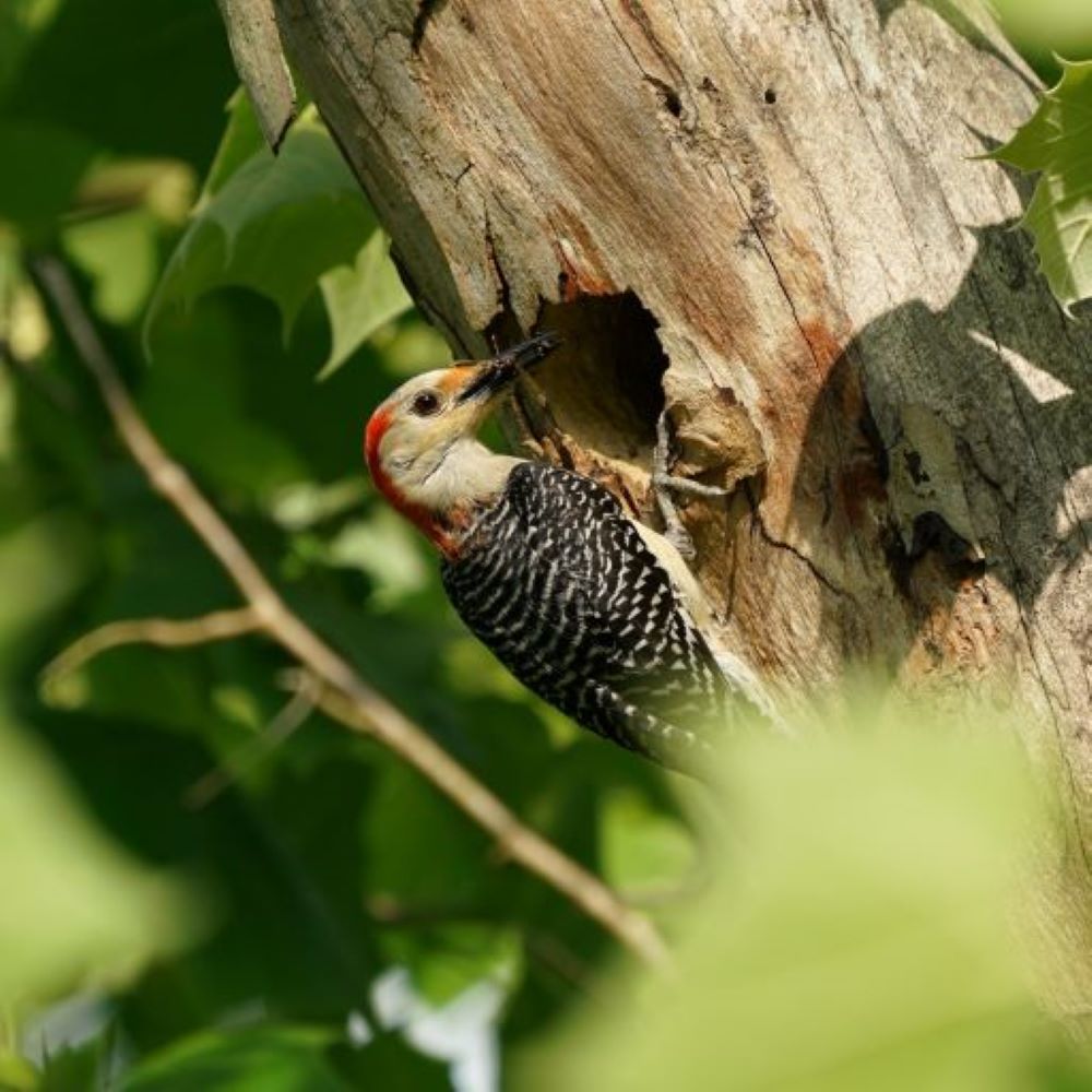 Red-Bellied Woodpecker