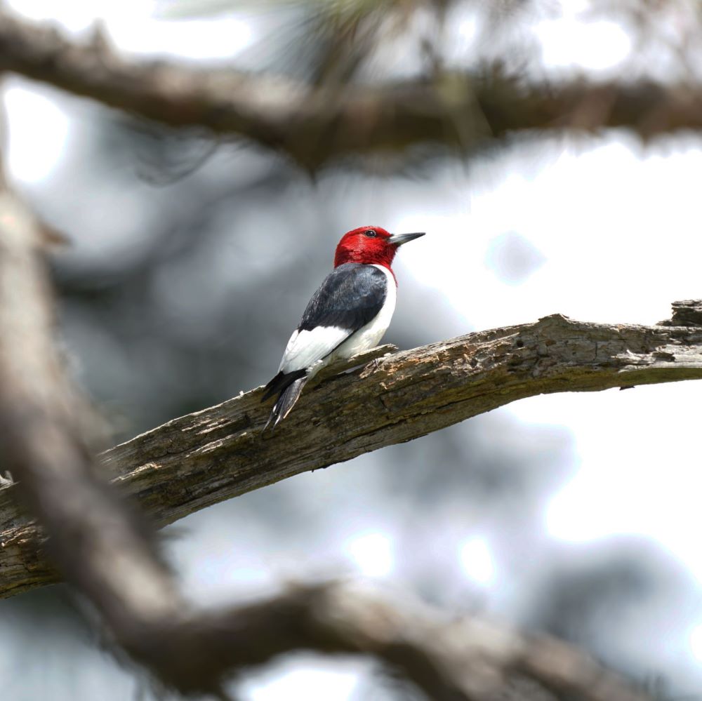 Red Headed Woodpecker