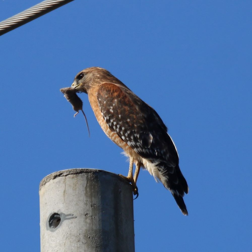 Red Shouldered Hawk
