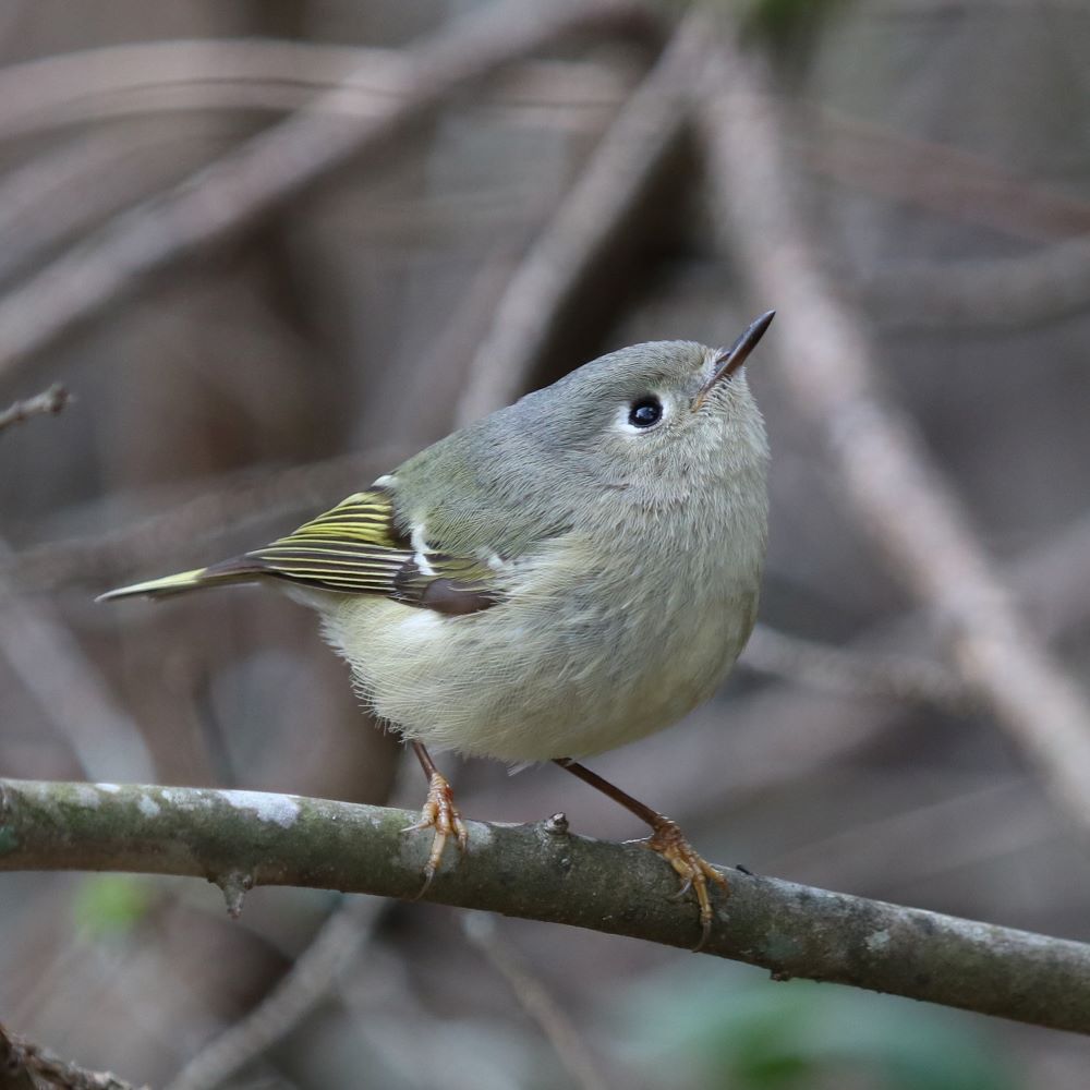 Ruby-Crowned Kinglet
