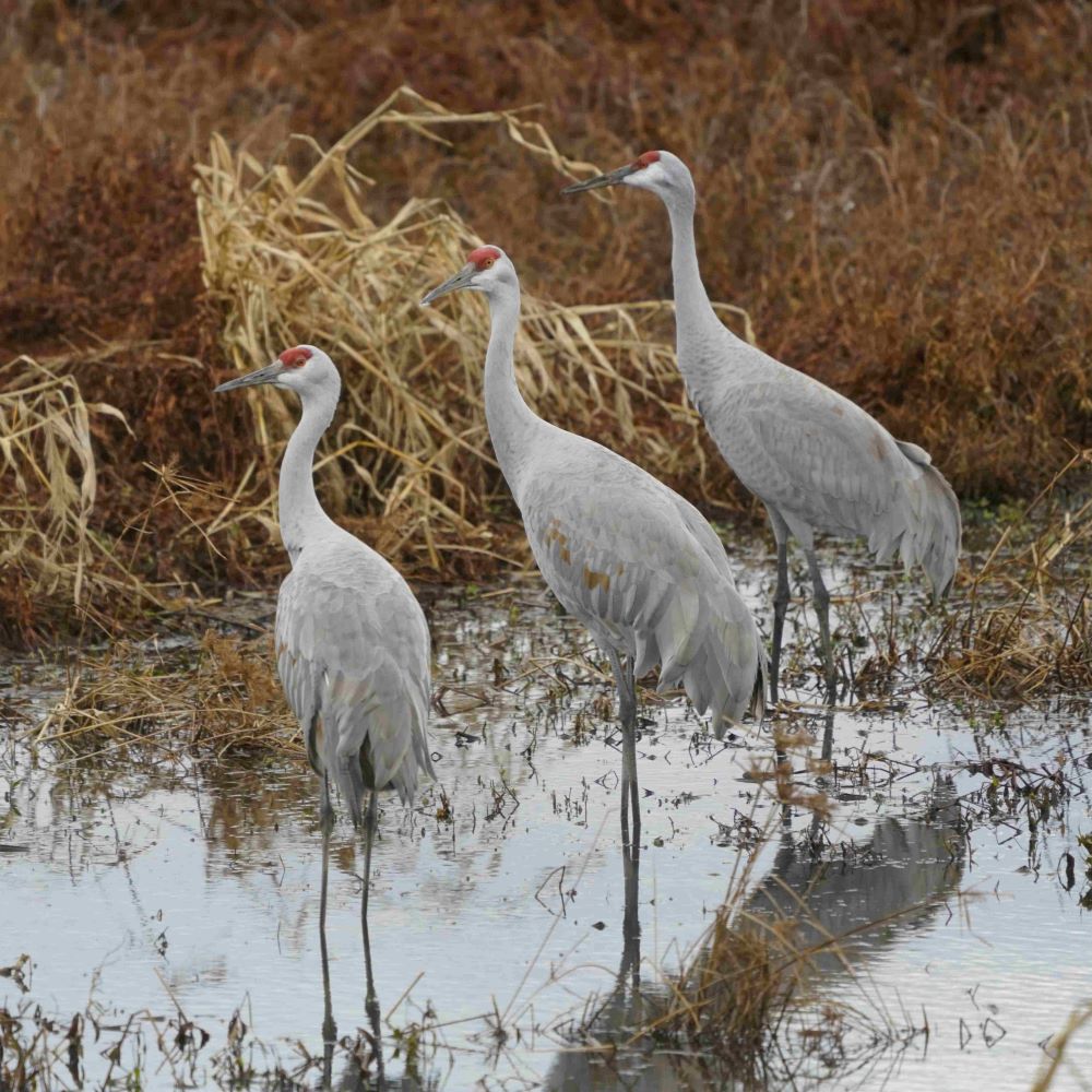 Sandhill Crane