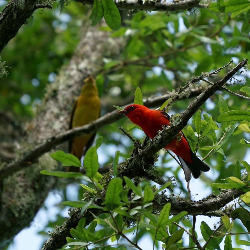 Scarlet Tanager