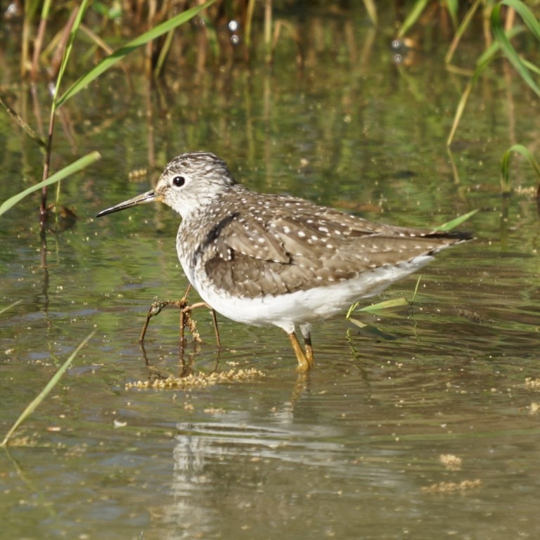 Solitary Sandpiper