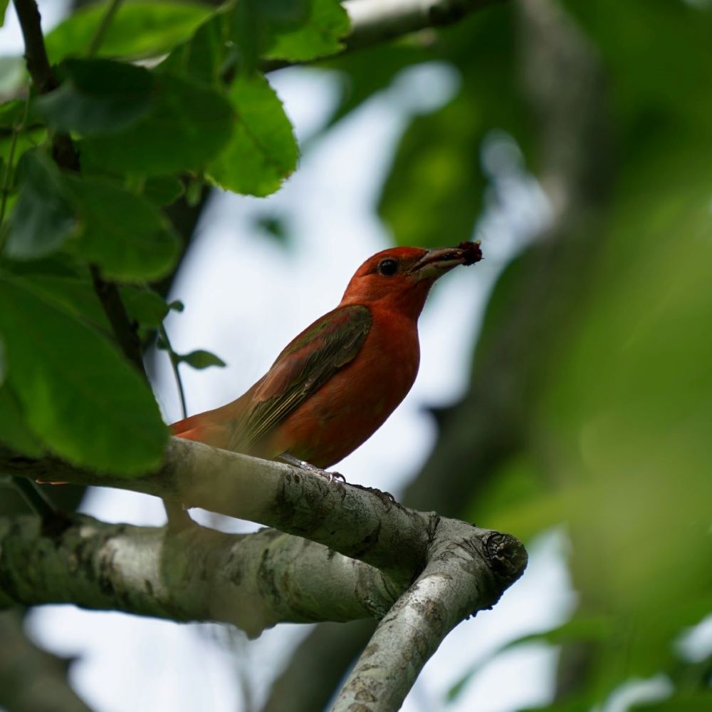 Summer Tanager