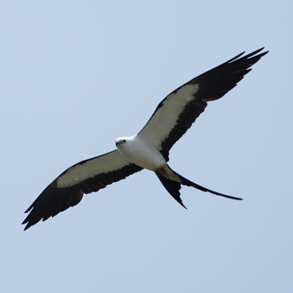 Swallow-Tailed Kite