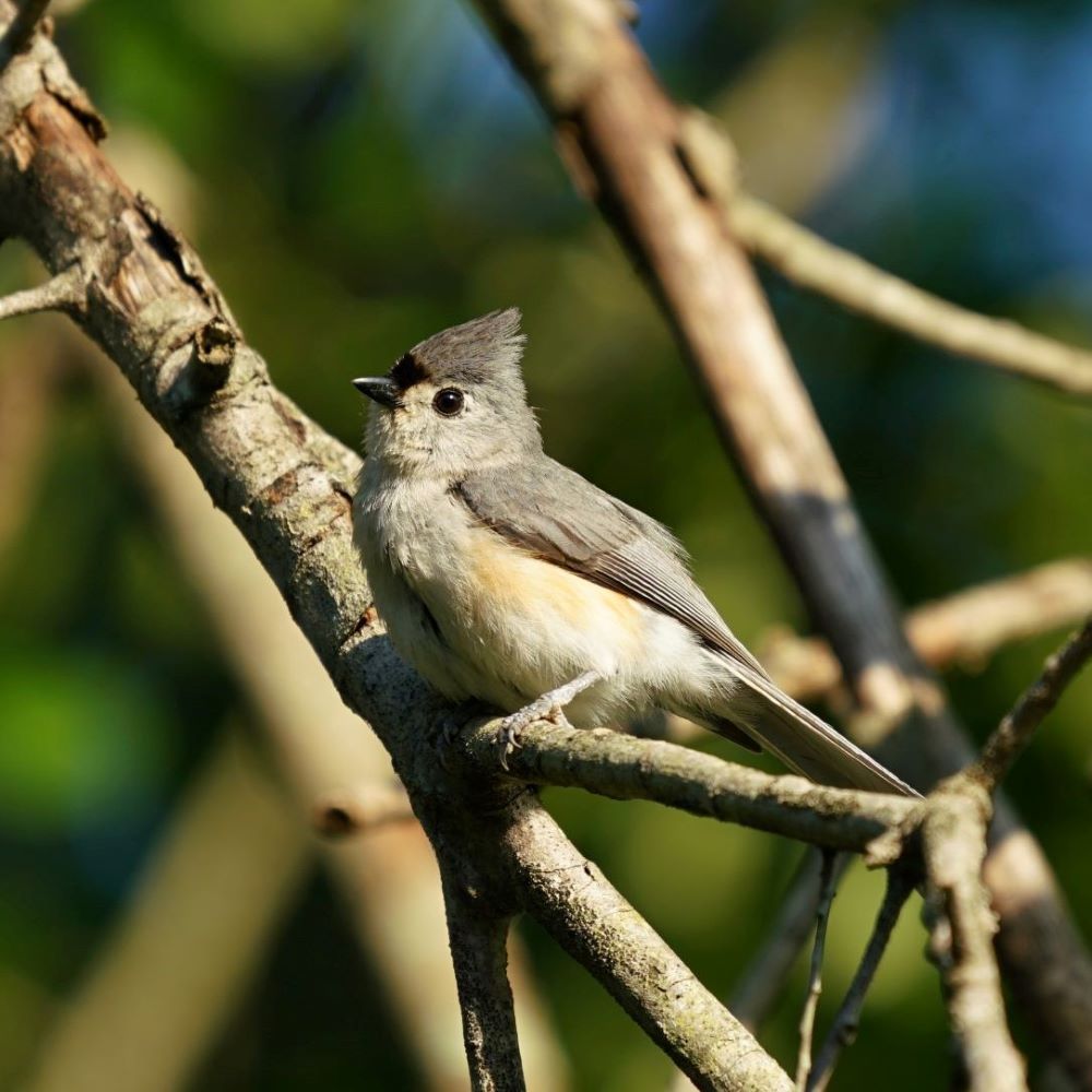 Tufted Titmouse