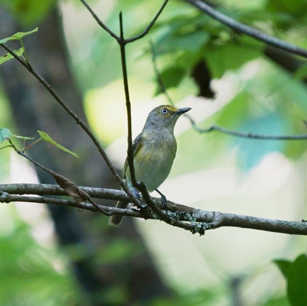 White-Eyed Vireo