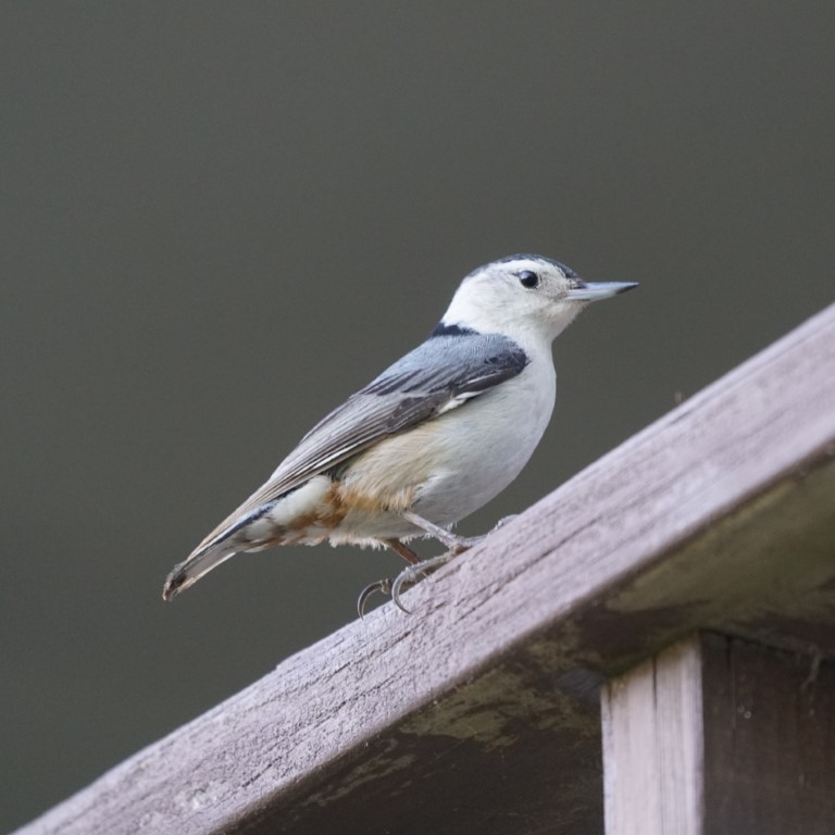 White-breasted Nuthatch