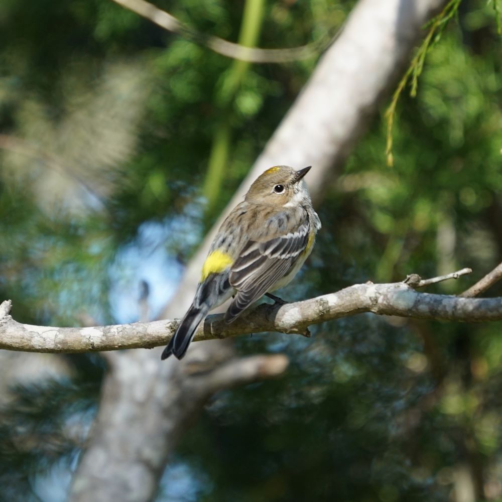 Yellow-rumped Warbler