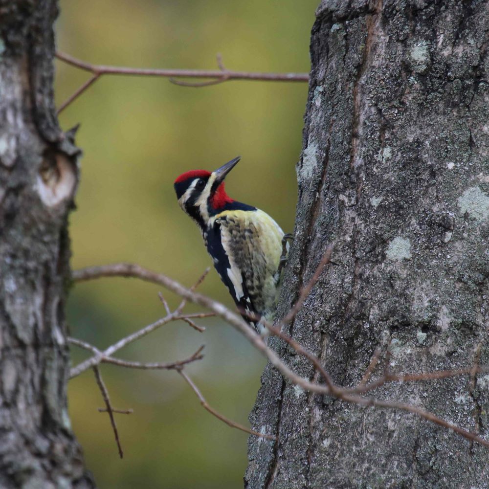 Yellow-bellied Sapsucker
